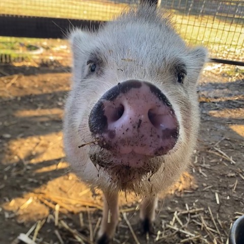 Buttercup, Young Female unknown