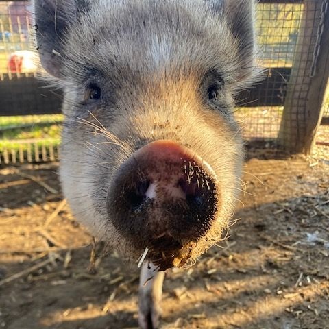 Buttercup, a Adoptable Pot Bellied in Norwalk, CT image 2/3