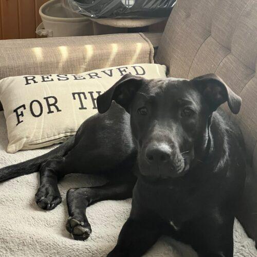 Onyx, Adoptable, Young Male Black Labrador Retriever & Catahoula Leopard Dog.