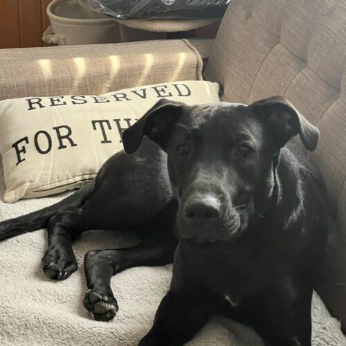 Enlarge Onyx, a Adoptable mixed breed in Vienna, ON image 3/6