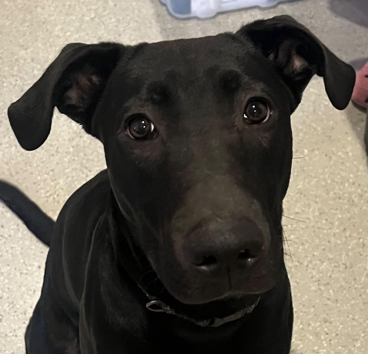 Enlarge Onyx, a Adoptable mixed breed in Vienna, ON image 4/6