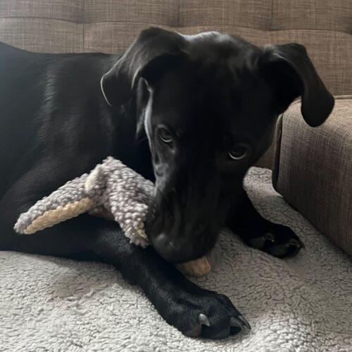 Enlarge Onyx, a Adoptable mixed breed in Vienna, ON image 6/6