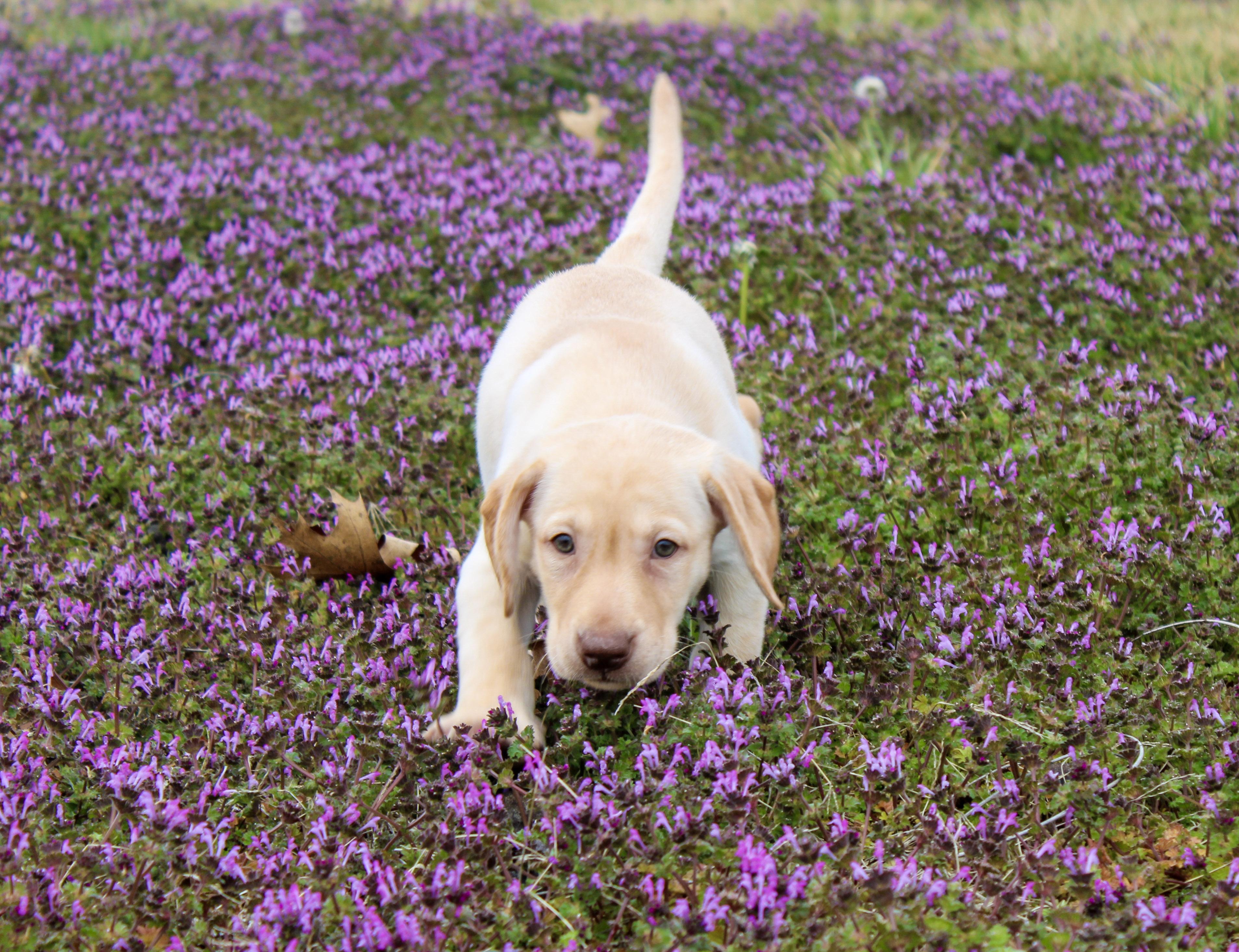 Enlarge Buttercup, a ADOPTABLE Labrador Retriever in Neosho, MO image 2/3