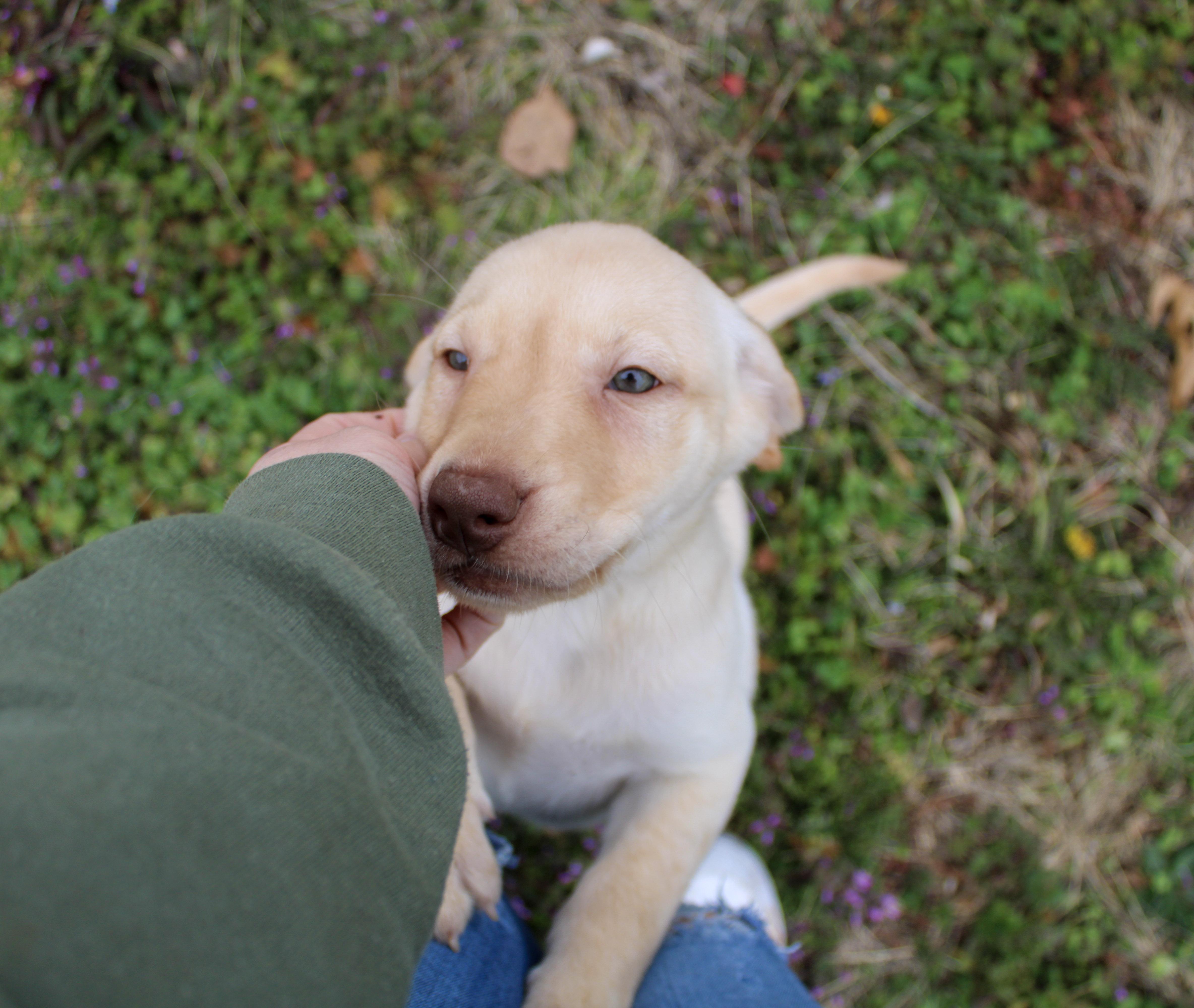 Enlarge Buttercup, a ADOPTABLE Labrador Retriever in Neosho, MO image 3/3