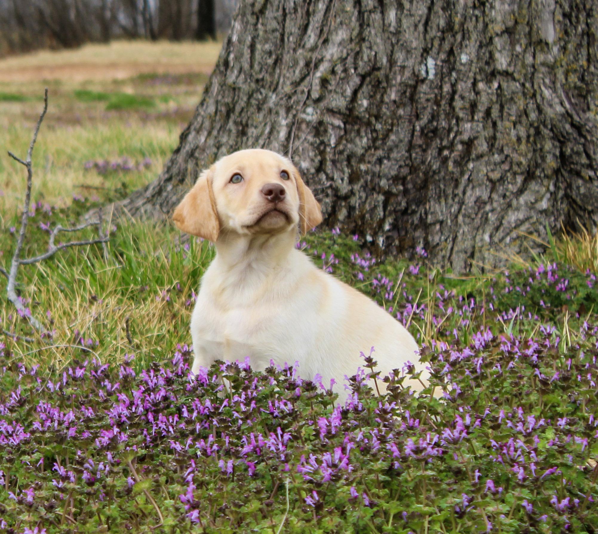 Buttercup, ADOPTABLE, Young Female Labrador Retriever.