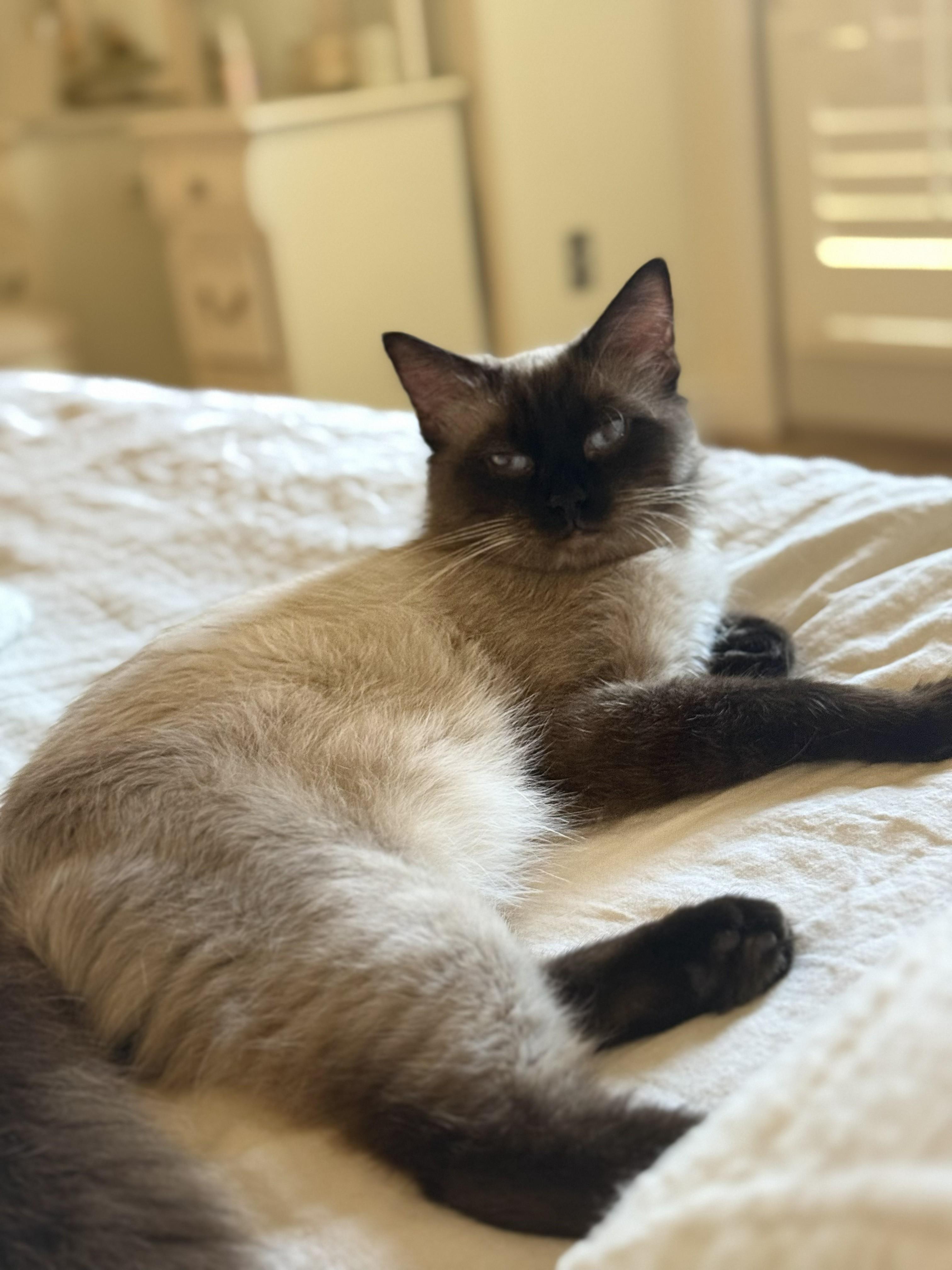 Ivy, a Adoptable Siamese in Scottsdale, AZ image 4/4