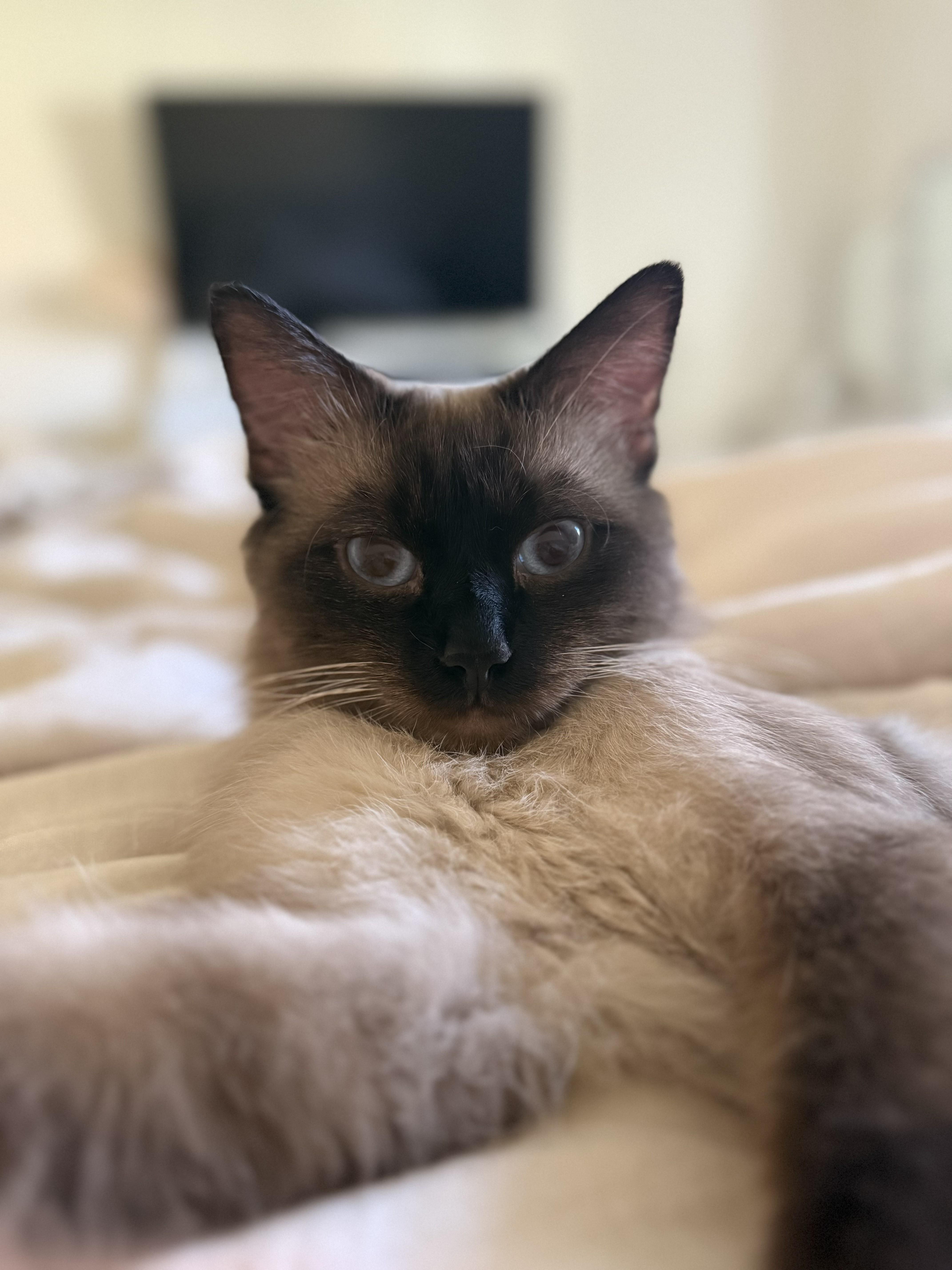 Ivy, a Adoptable Siamese in Scottsdale, AZ image 1/4