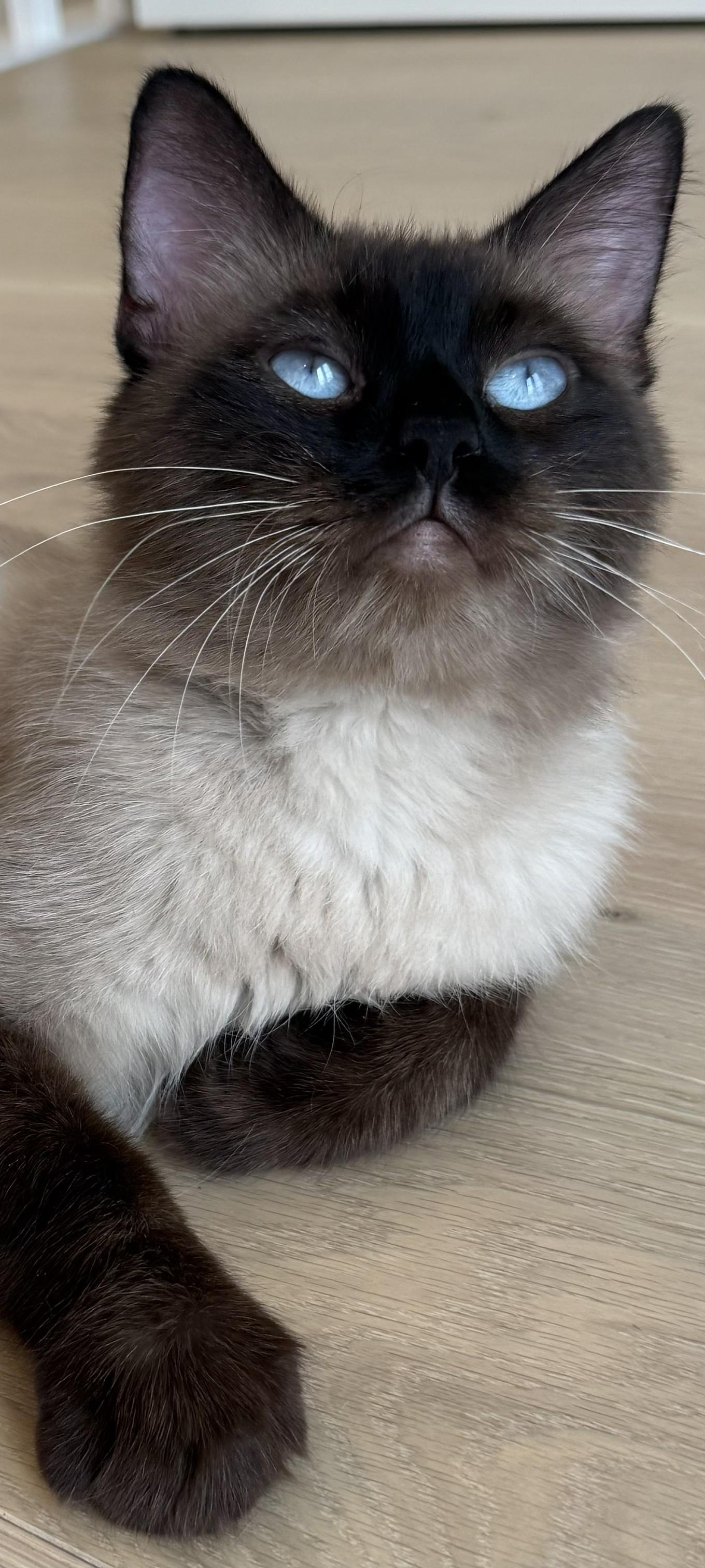 Ivy, a Adoptable Siamese in Scottsdale, AZ image 3/4