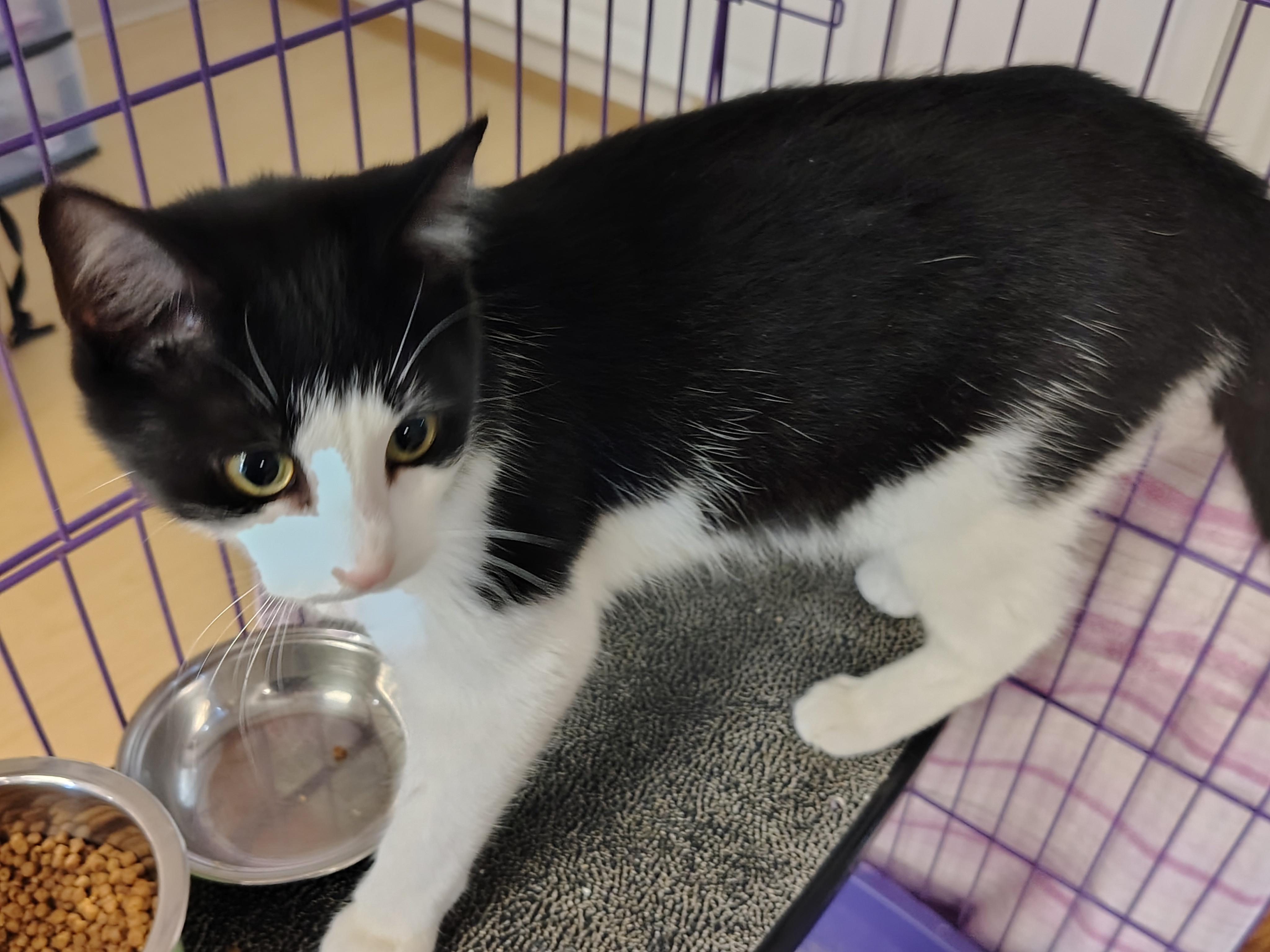 Enlarge Marina, a Adopted mixed breed in Montour Falls, NY image 3/3