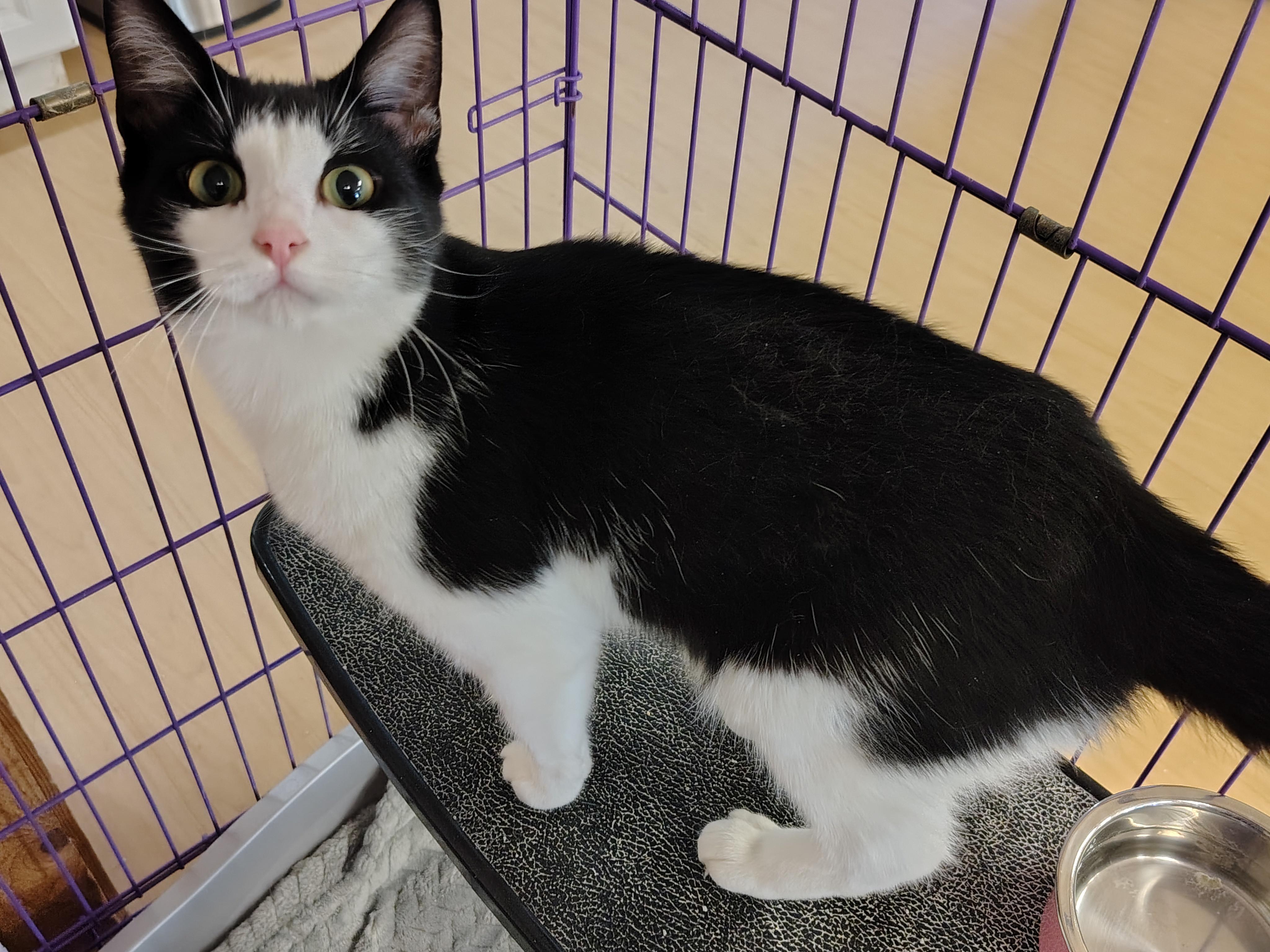 Enlarge Marina, a Adopted mixed breed in Montour Falls, NY image 2/3
