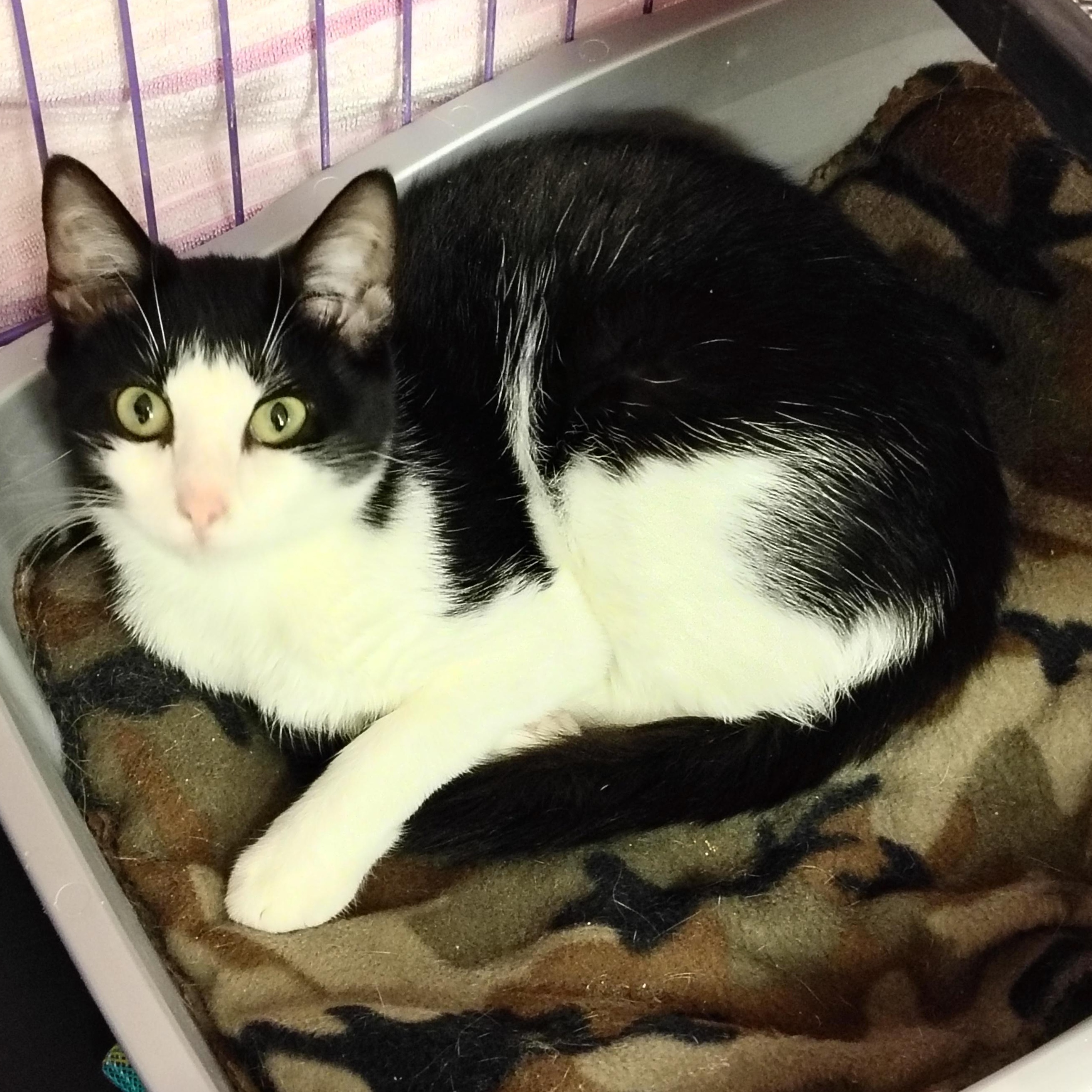 Marina, Adopted, Young Female Tuxedo & Domestic Short Hair.