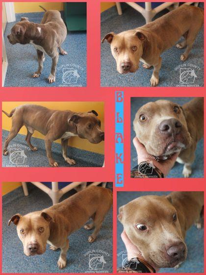 BLAKE, Adoptable, Adult Male Staffordshire Bull Terrier & Mixed Breed.