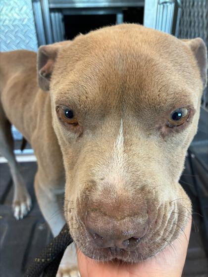 BLAKE, a Adoptable mixed breed in Kenansville, NC image 2/2