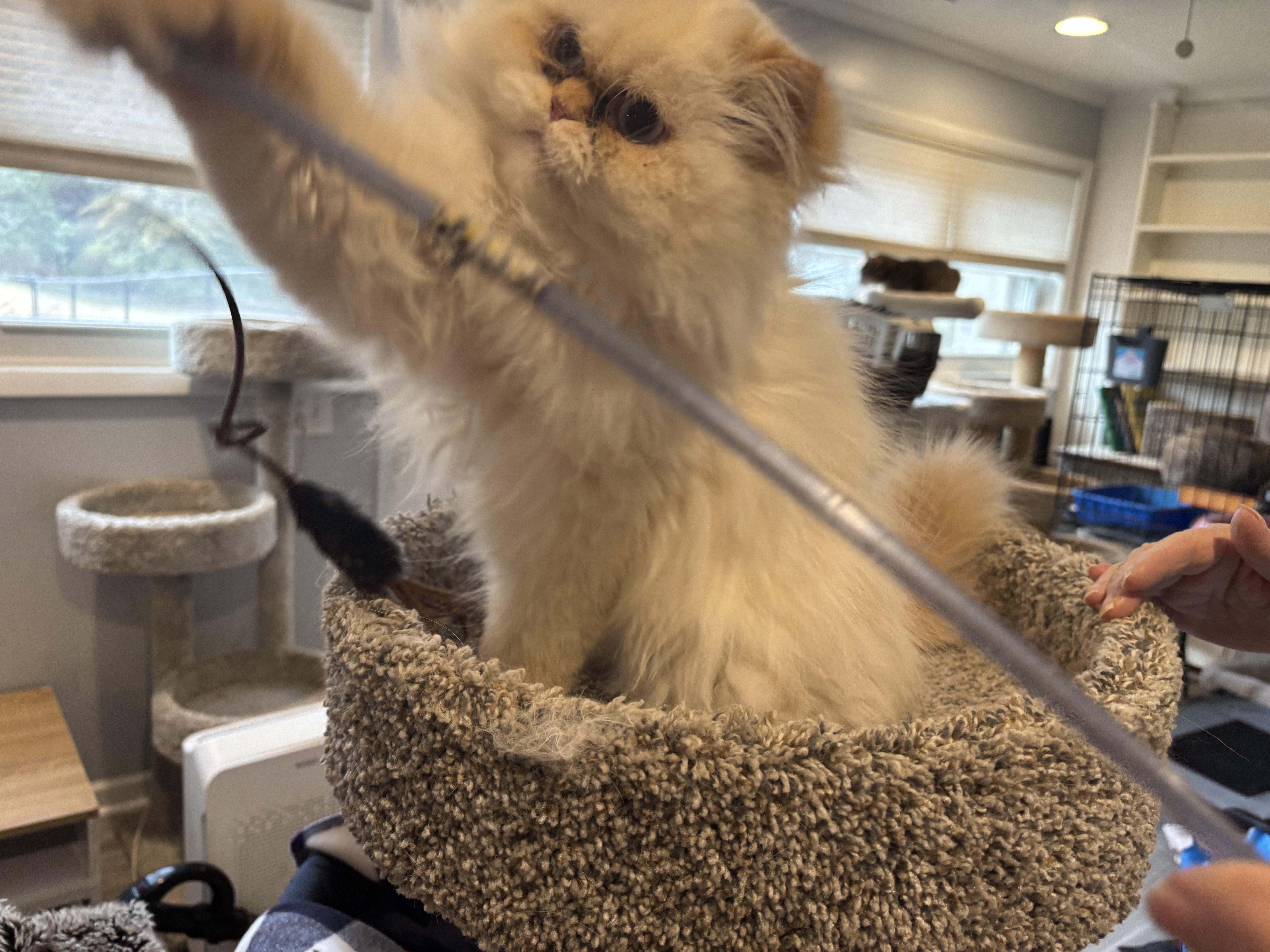 Enlarge Safroota (flame point Himalayan), a ADOPTABLE Himalayan in Fairfax, VA image 3/3