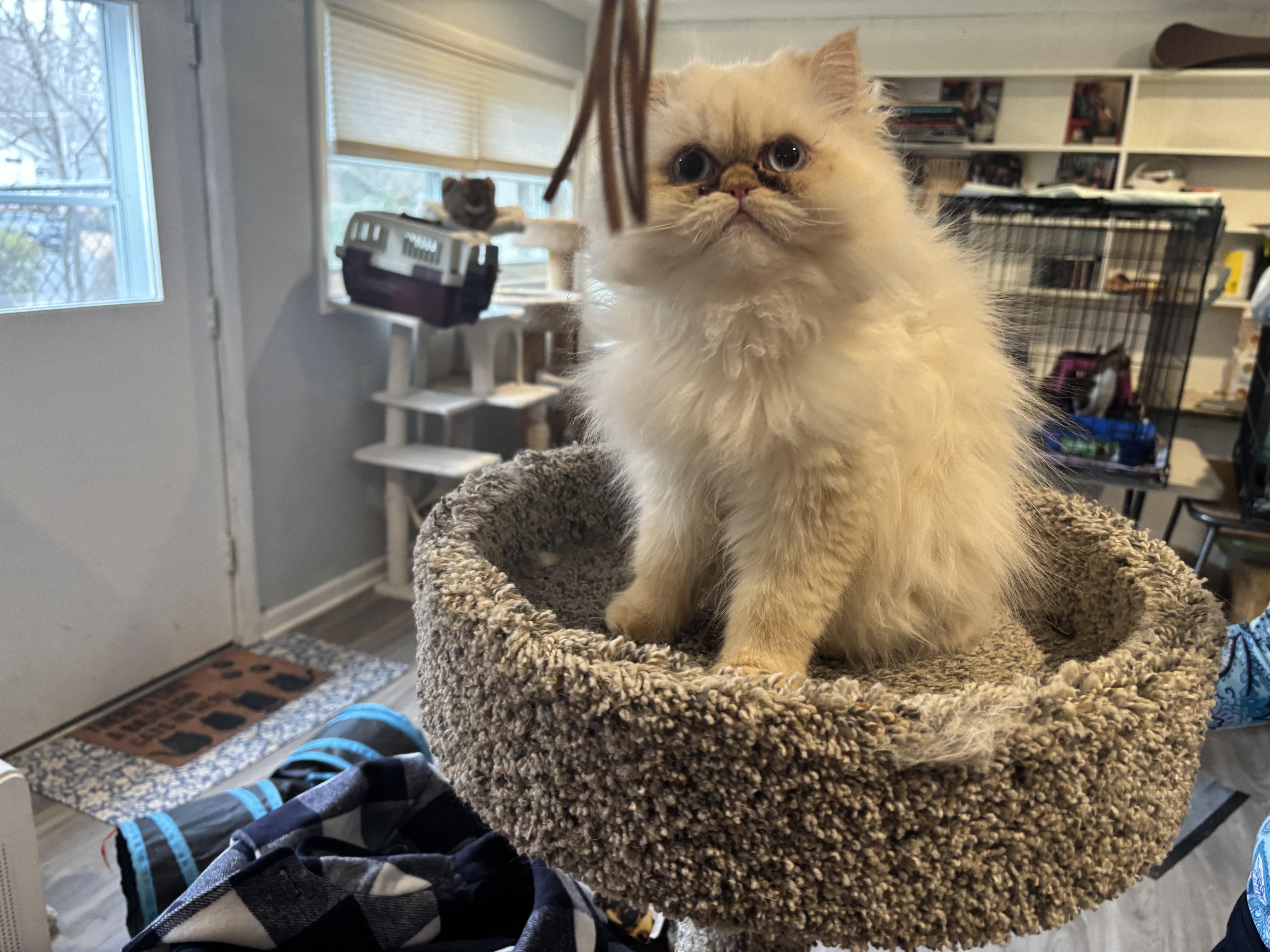 Enlarge Safroota (flame point Himalayan), a ADOPTABLE Himalayan in Fairfax, VA image 2/3