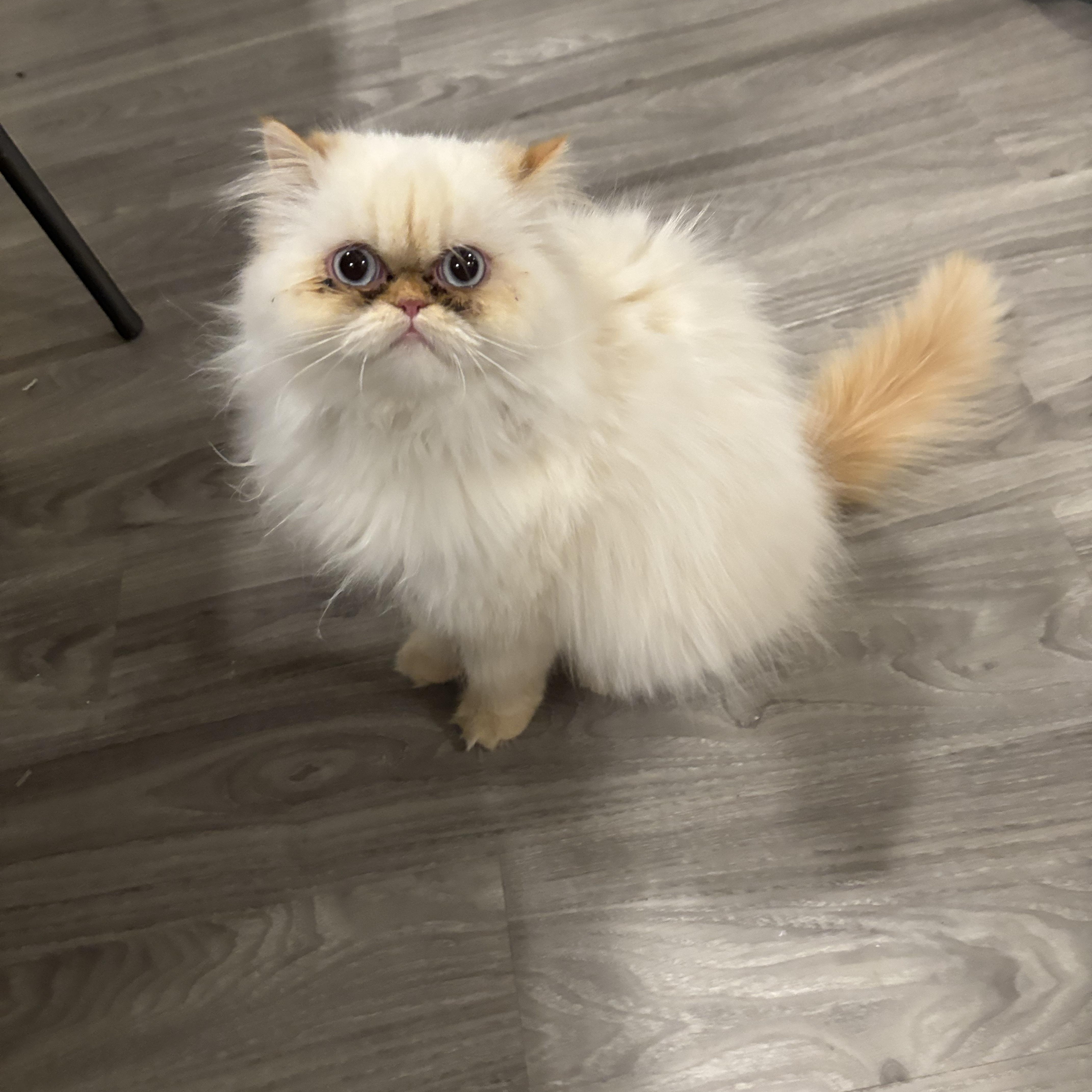 Enlarge Safroota (flame point Himalayan), a ADOPTABLE Himalayan in Fairfax, VA image 1/3