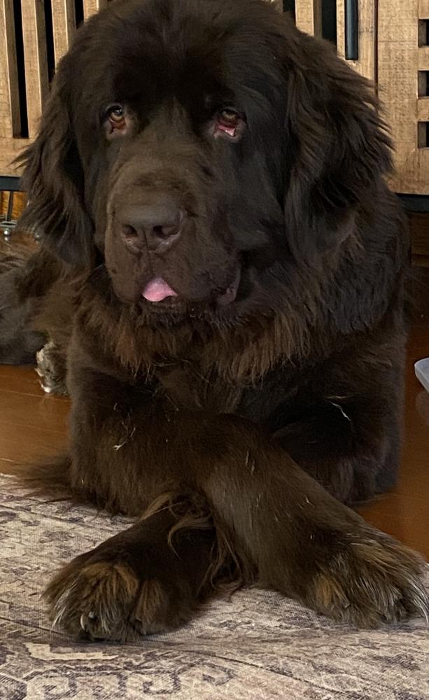 Sable, Adoptable, Adult Female Newfoundland Dog.