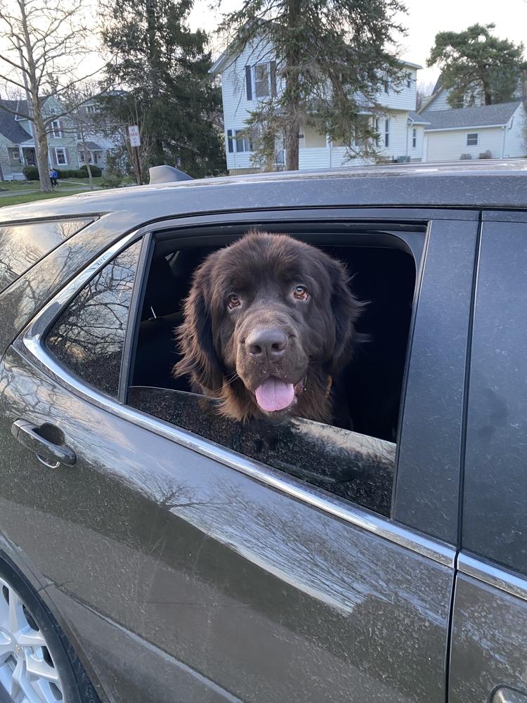 Enlarge Sable, a Adoptable Newfoundland Dog in Gales Ferry, CT image 2/6