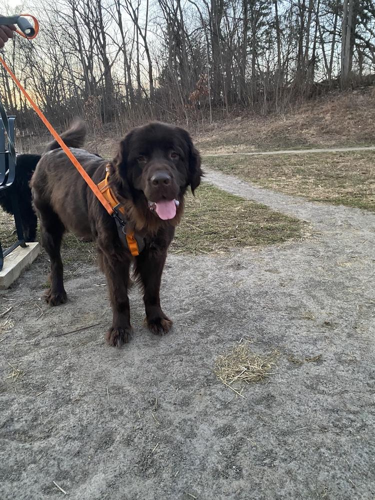 Sable, Adoptable, Adult Female Newfoundland Dog.