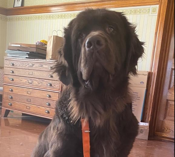 Sable, Adoptable, Adult Female Newfoundland Dog.