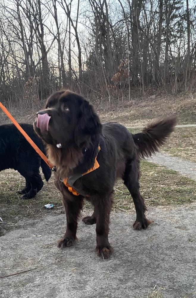 Enlarge Sable, a Adoptable Newfoundland Dog in Gales Ferry, CT image 5/6