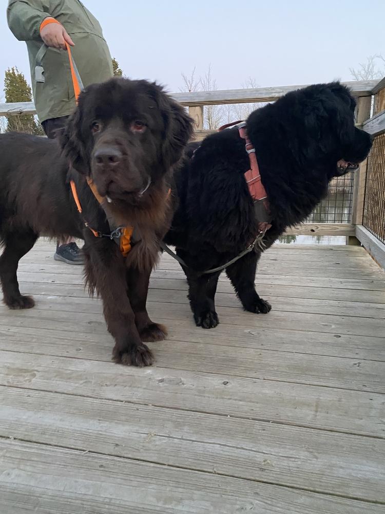 Enlarge Sable, a Adoptable Newfoundland Dog in Gales Ferry, CT image 6/6