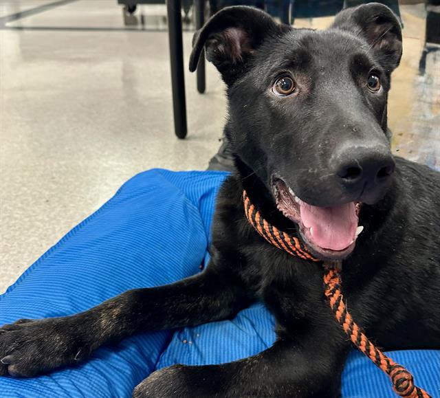 GOOSE, Adoptable, Young Male Doberman Pinscher & Mixed Breed.