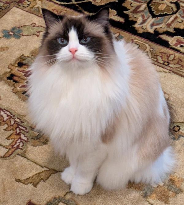 GERTRUDE, Adoptable, Adult Female Ragdoll.