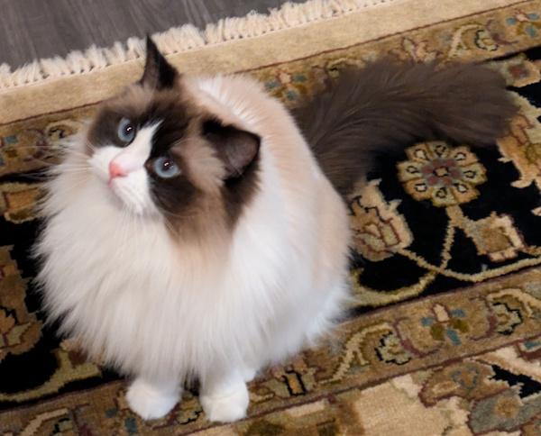 Enlarge GERTRUDE, a Adoptable Ragdoll in Mequon, WI image 2/4