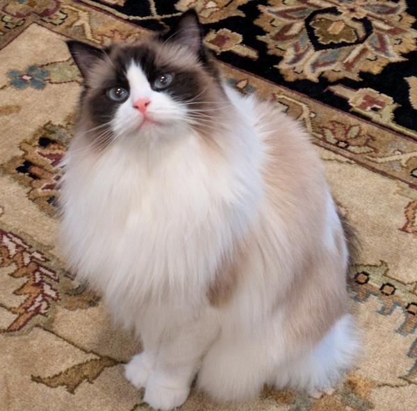 Enlarge GERTRUDE, a Adoptable Ragdoll in Mequon, WI image 3/4