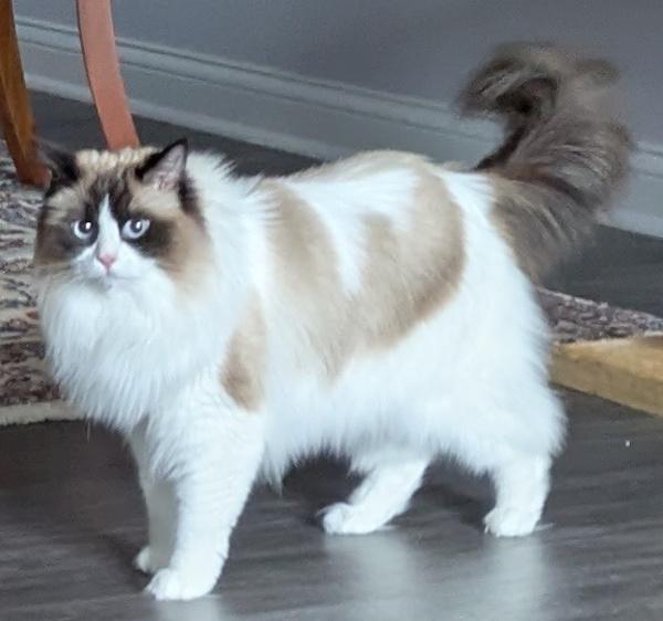 Enlarge GERTRUDE, a Adoptable Ragdoll in Mequon, WI image 4/4