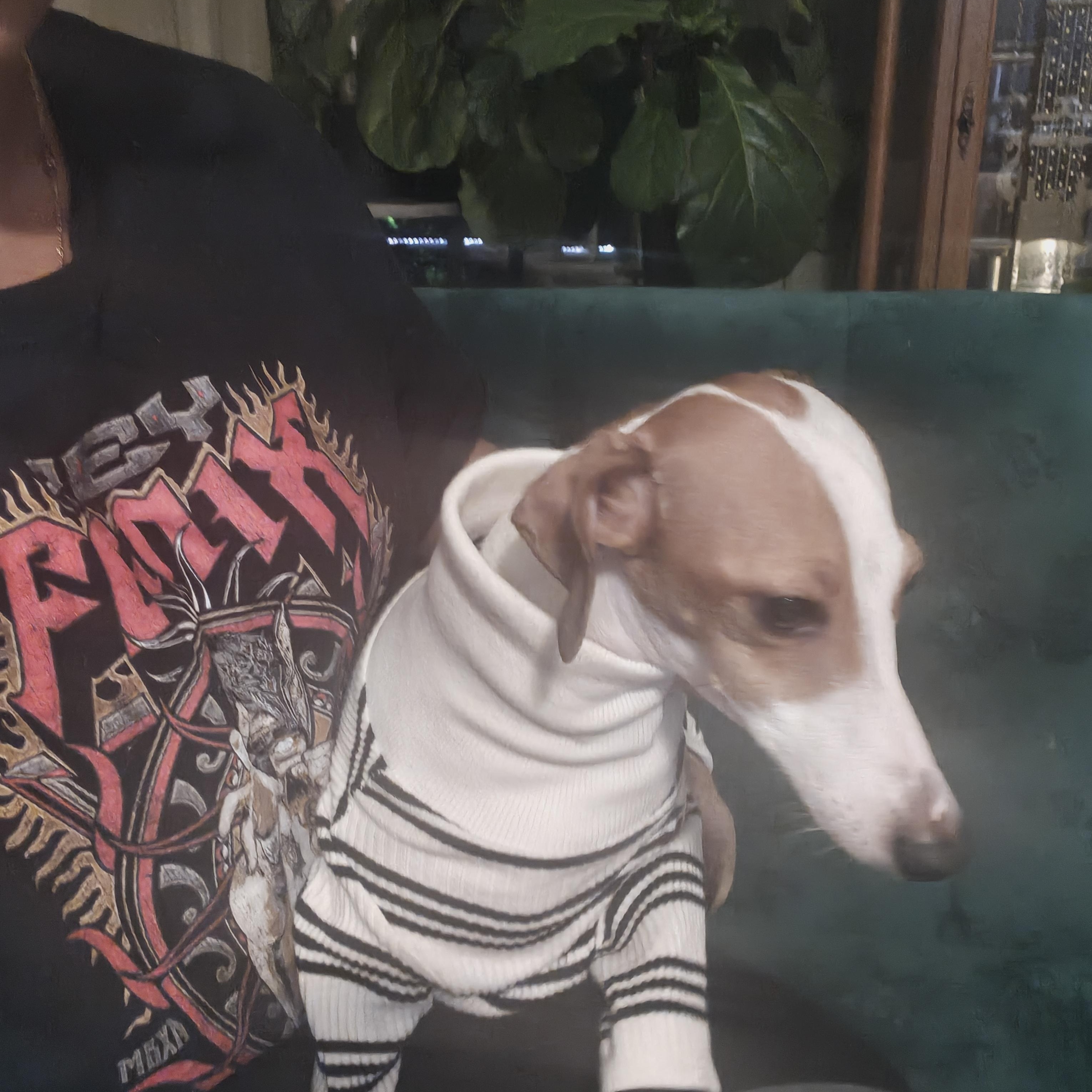 Enlarge Ferragamo - San Antonio , an adoptable Italian Greyhound in Bellaire, TX image 2/5