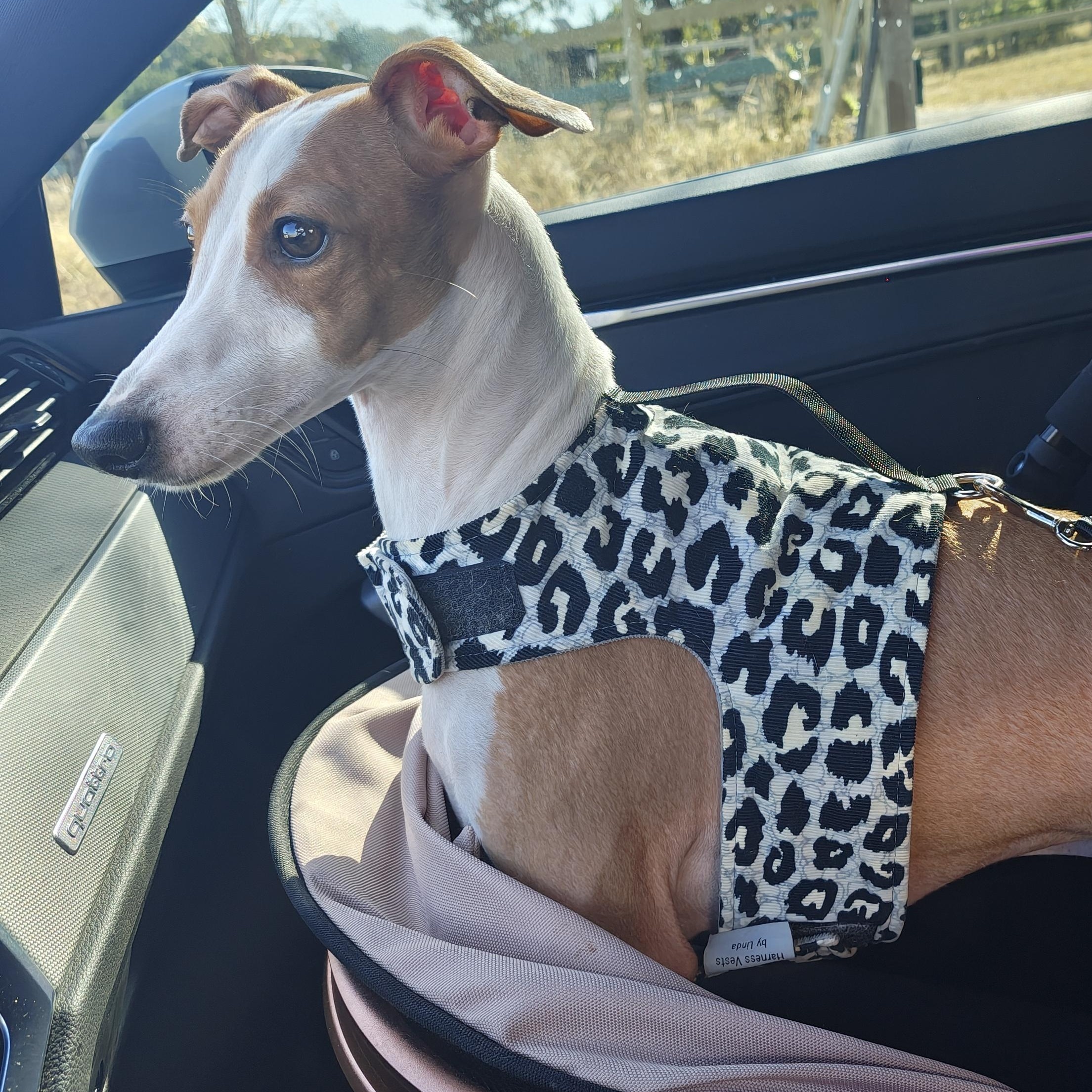 Ferragamo - San Antonio , adoptable, Adult Male Italian Greyhound.
