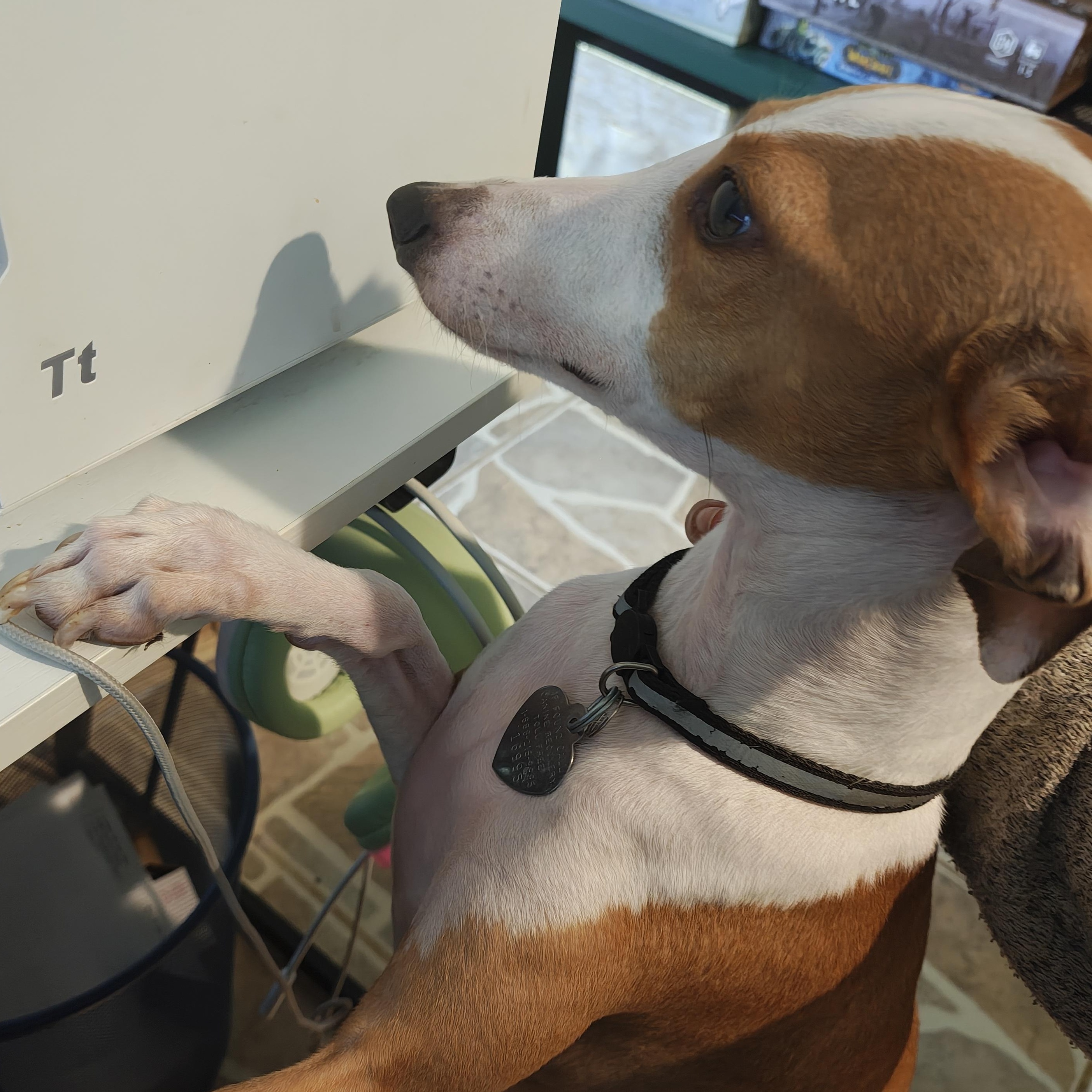 Enlarge Ferragamo - San Antonio , an adoptable Italian Greyhound in Bellaire, TX image 4/5