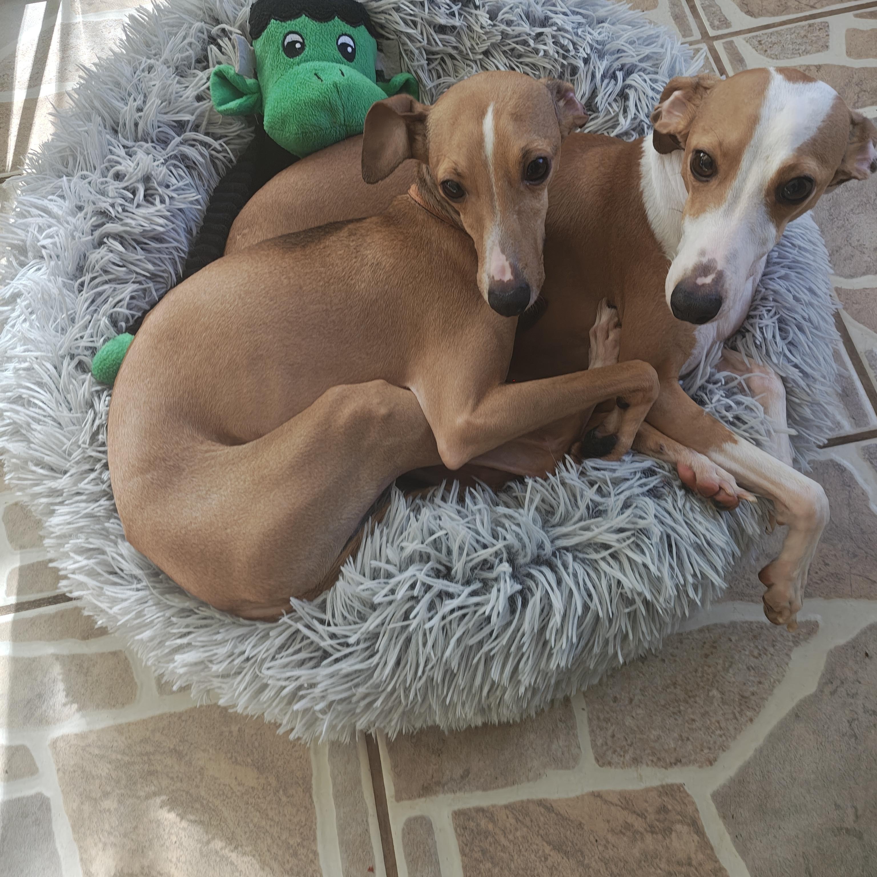 Enlarge Ferragamo - San Antonio , an adoptable Italian Greyhound in Bellaire, TX image 3/5