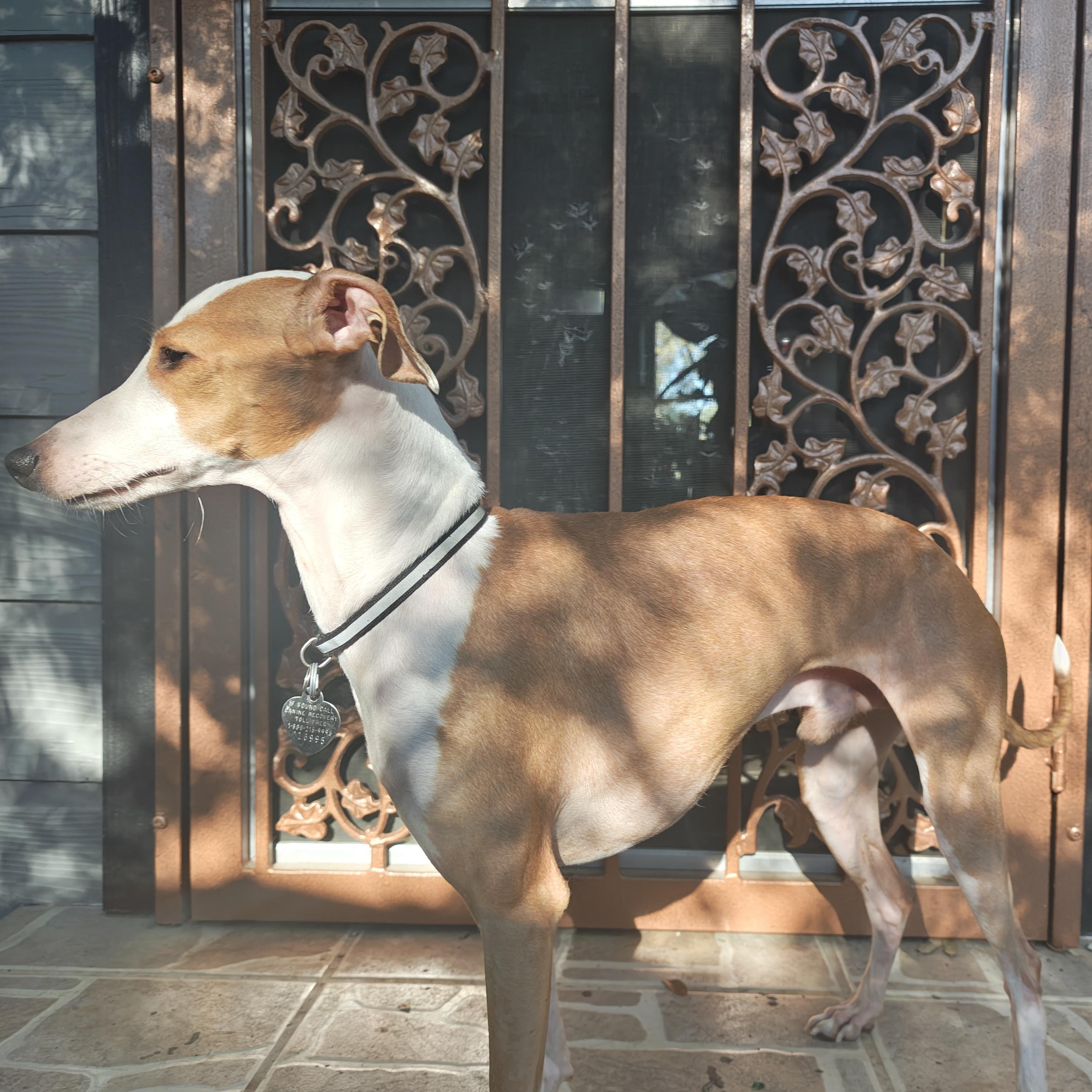 Enlarge Ferragamo - San Antonio , an adoptable Italian Greyhound in Bellaire, TX image 5/5