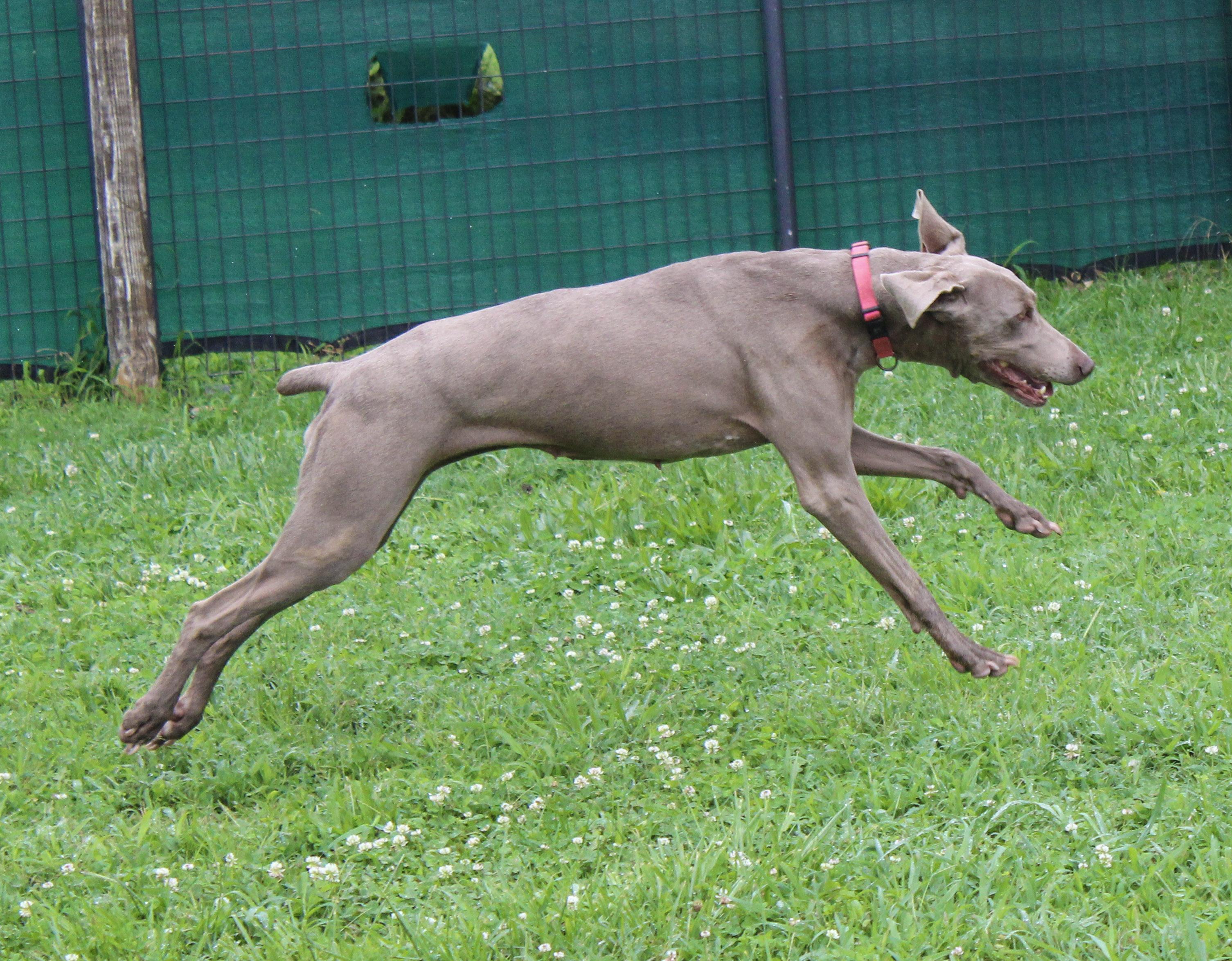 Enlarge Gracie, a ADOPTABLE Weimaraner in Neosho, MO image 3/3