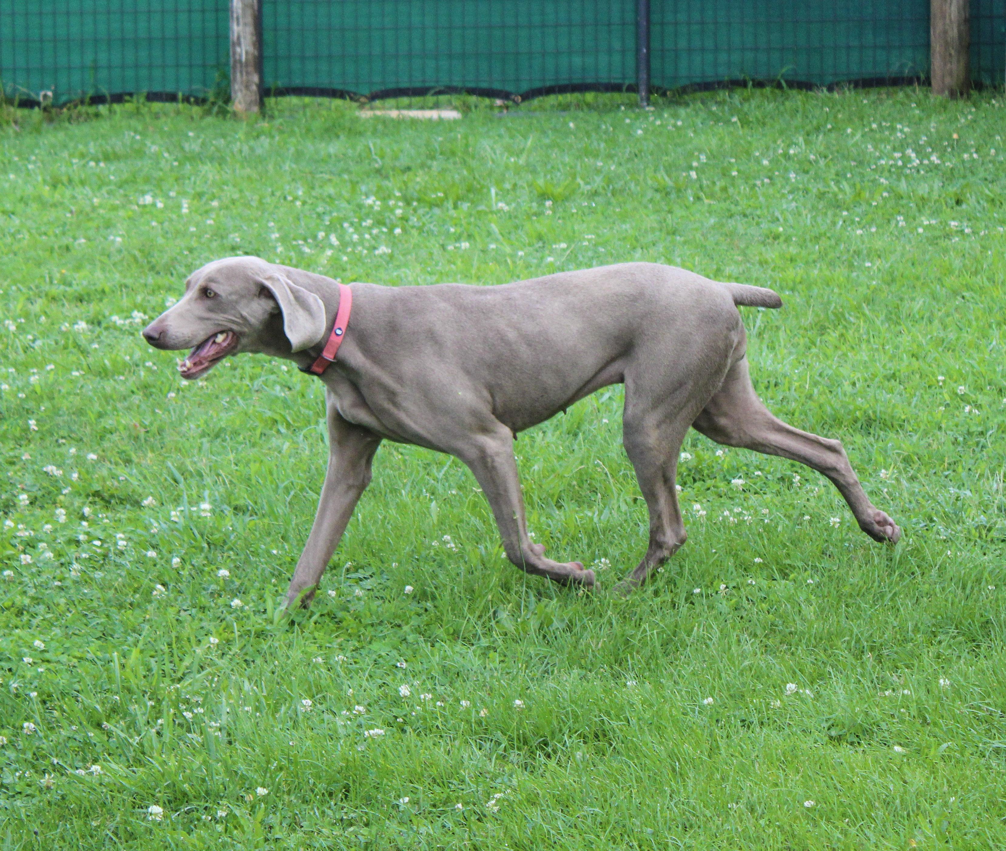 Enlarge Gracie, a ADOPTABLE Weimaraner in Neosho, MO image 2/3