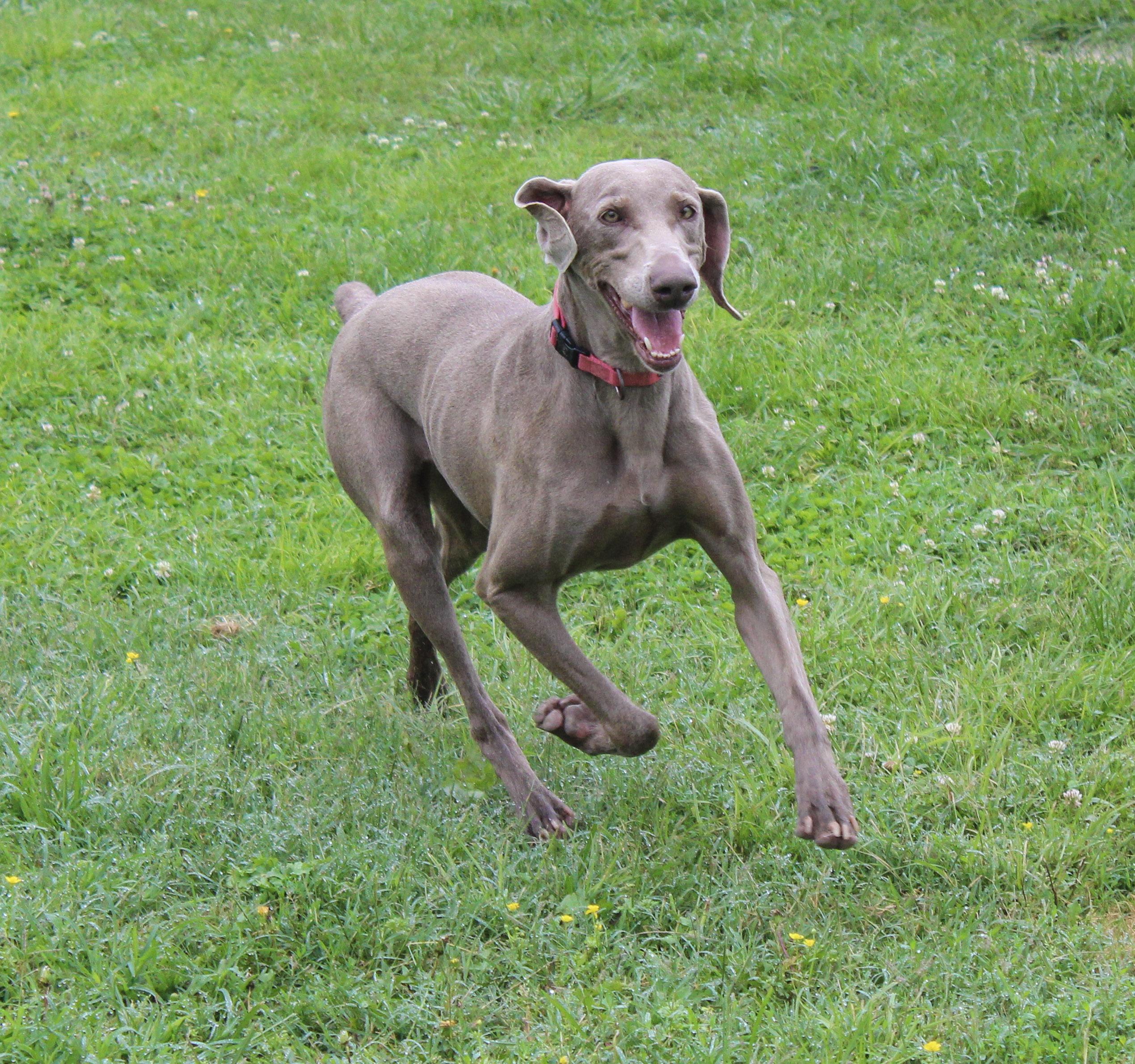 Enlarge Gracie, a ADOPTABLE Weimaraner in Neosho, MO image 1/3