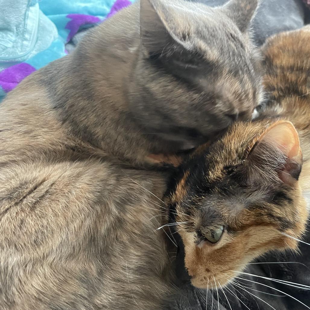 Enlarge Valle - Home to Home, a Adoptable Domestic Short Hair in South Elgin, IL image 1/3