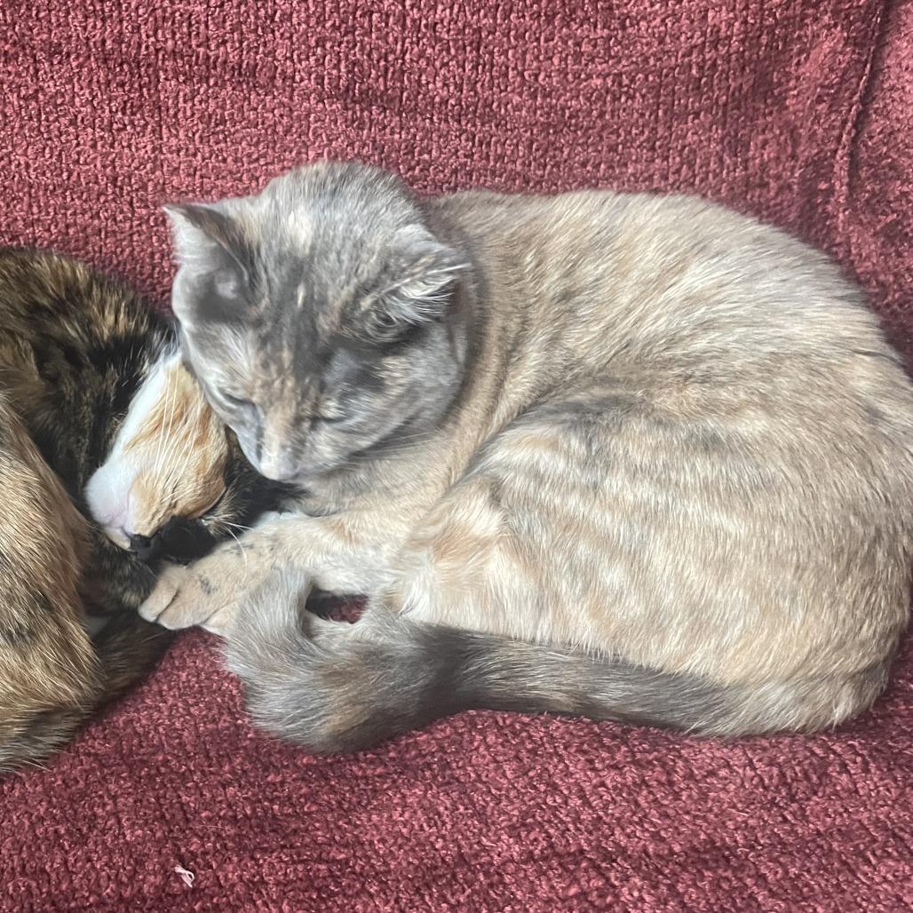 Enlarge Valle - Home to Home, a Adoptable Domestic Short Hair in South Elgin, IL image 2/3