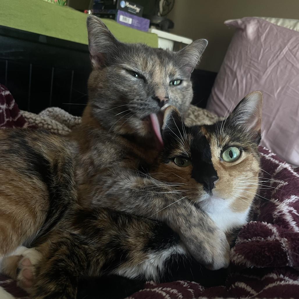 Enlarge Valle - Home to Home, a Adoptable Domestic Short Hair in South Elgin, IL image 3/3