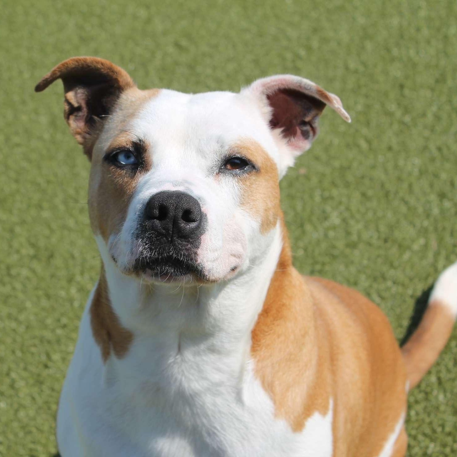 Enlarge Smalls, a Adoptable Pit Bull Terrier in Terre Haute, IN image 1/3