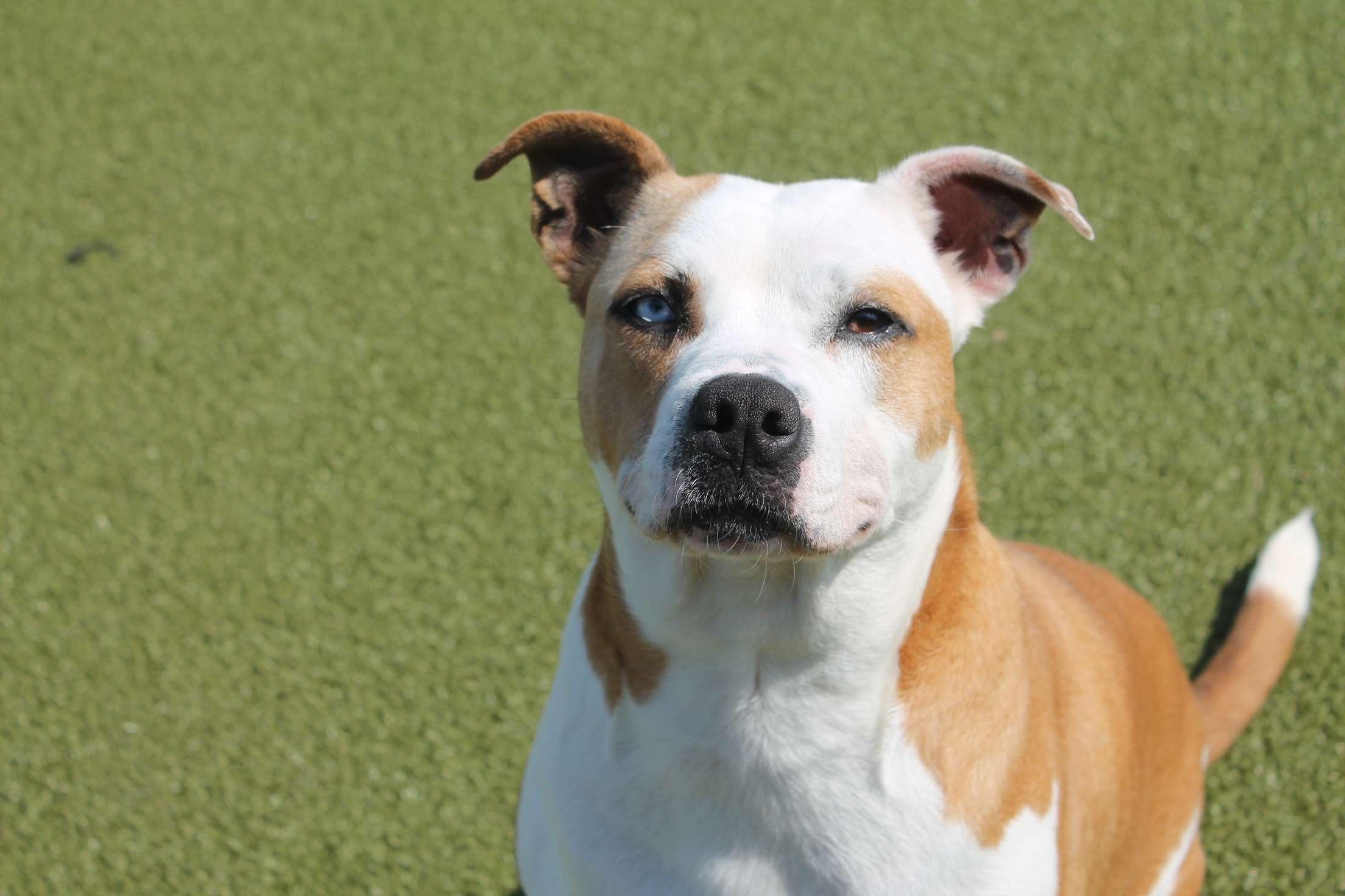 Enlarge Smalls, a Adoptable Pit Bull Terrier in Terre Haute, IN image 1/1