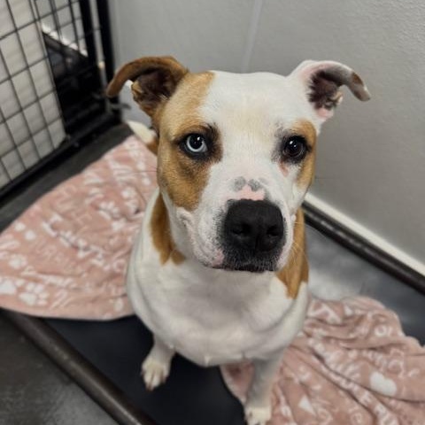 Enlarge Smalls, a Adoptable Pit Bull Terrier in Terre Haute, IN image 2/3