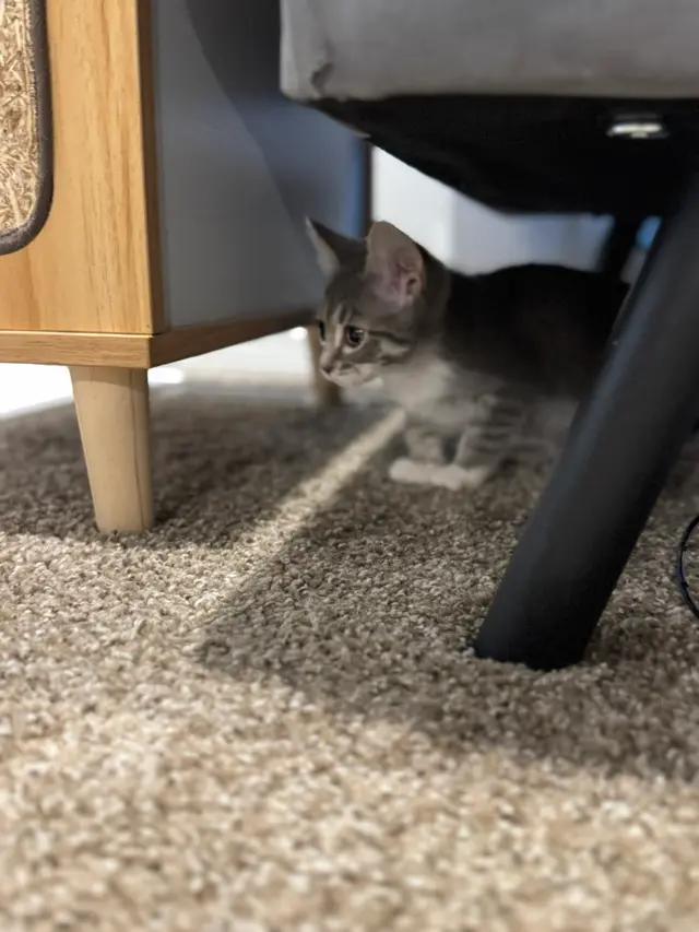 Miny, Adoptable, Kitten Female Domestic Short Hair.