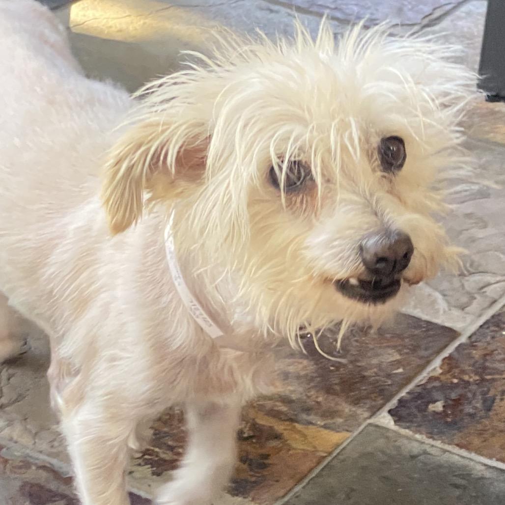 Ellie, a Adoptable mixed breed in San Francisco, CA image 1/5