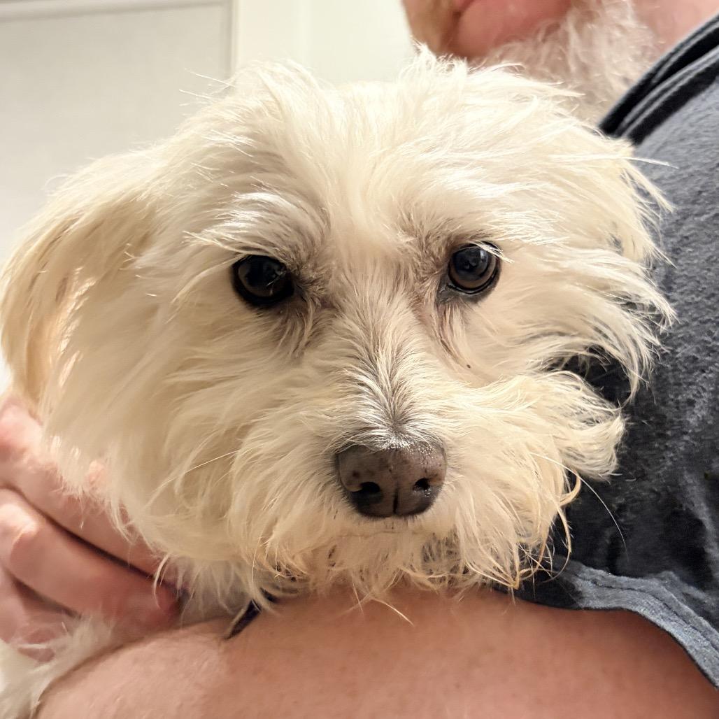 Enlarge Ellie, a Adoptable mixed breed in San Francisco, CA image 1/5