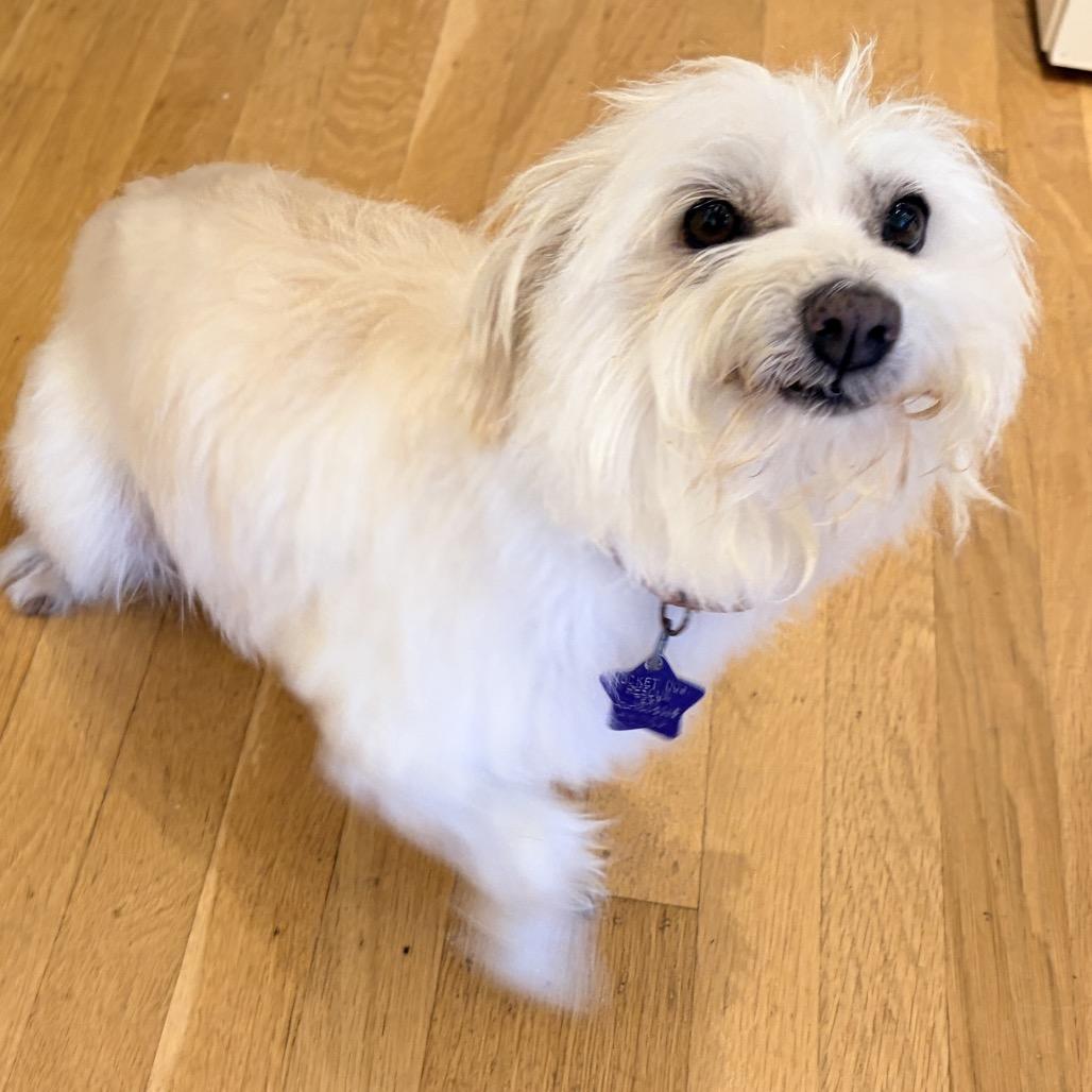 Enlarge Ellie, a Adoptable mixed breed in San Francisco, CA image 2/5