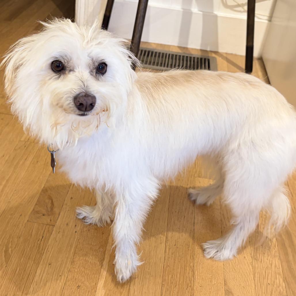 Enlarge Ellie, a Adoptable mixed breed in San Francisco, CA image 3/5